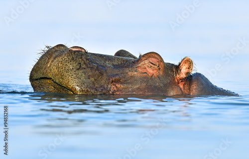 Obraz na płótnie Hippopotamus Masai Mara w salonie