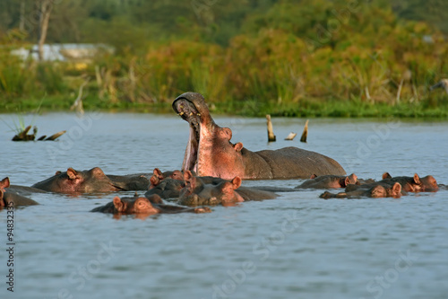 Hippopotamus Lake Naivasha