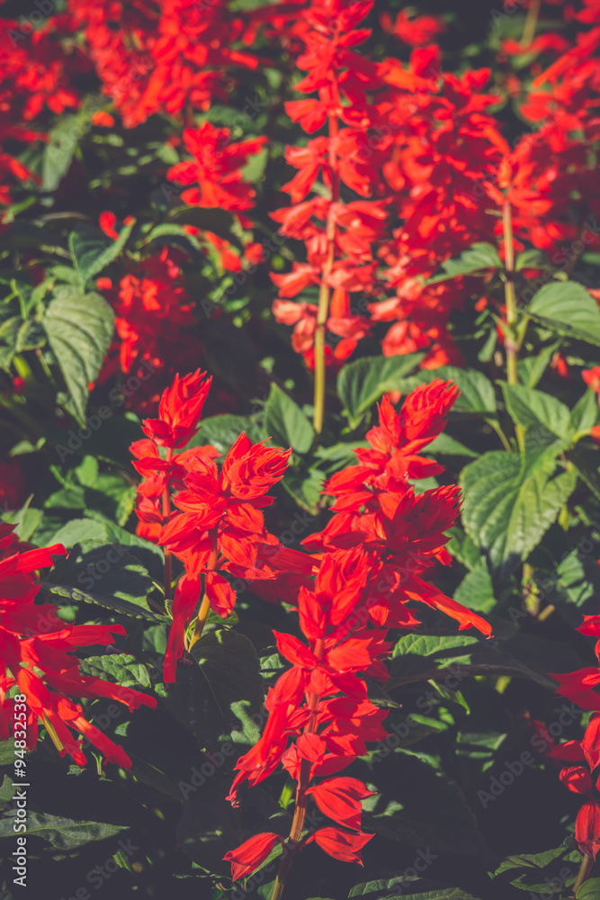 Red Flowers Red Flowers