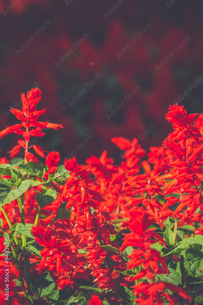 Red Flowers Red Flowers