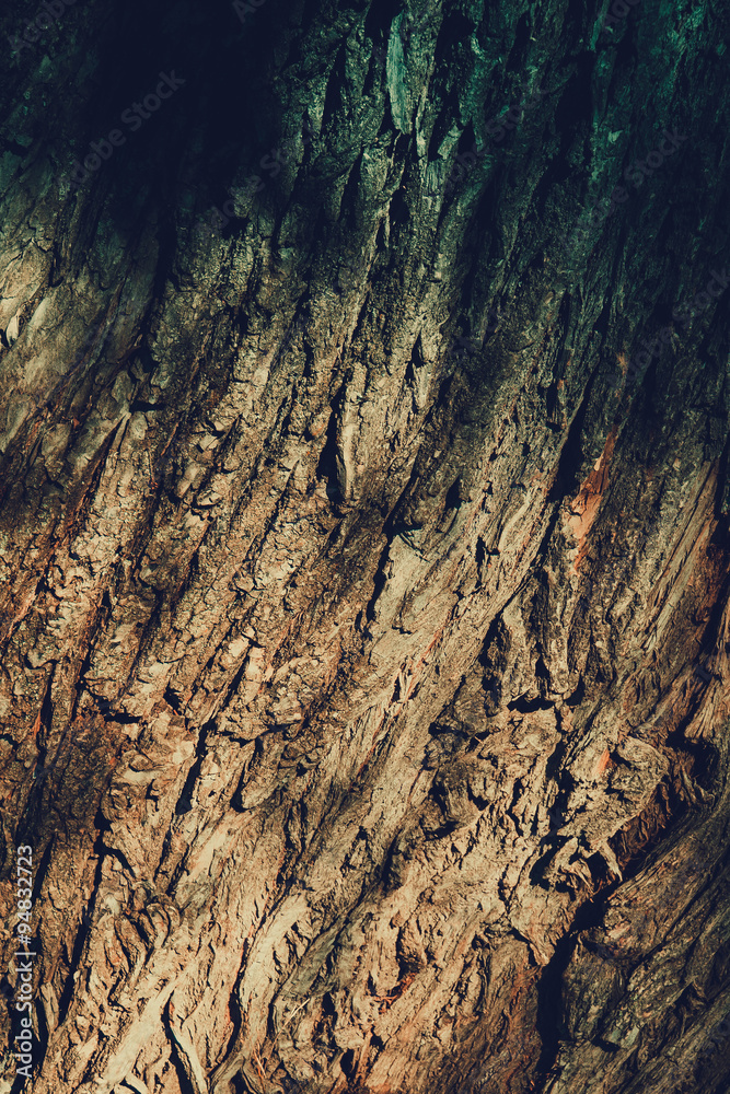Tree Bark Macro Tree Bark Macro