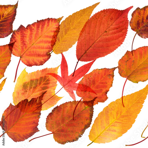 autumnal leaves seamless repeatable border