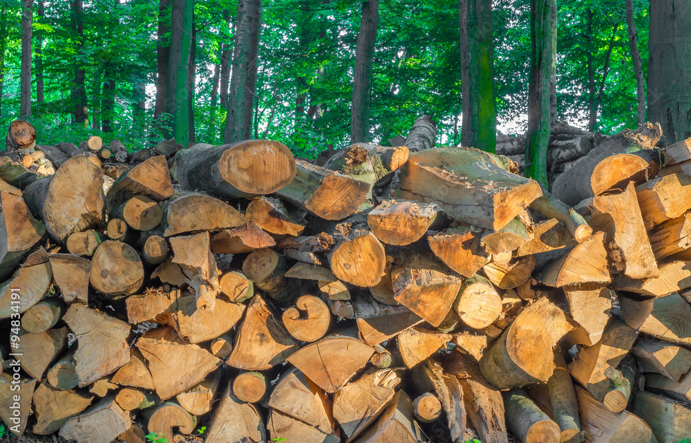 pile of wood trunks stored in a forest pile of wood trunks stored in a forest