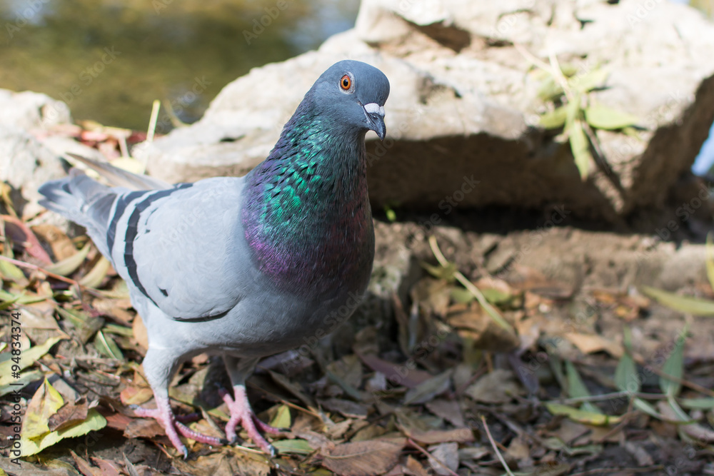 Pigeon in the park. Photographed from close distance, near lake. Colorful feathering.