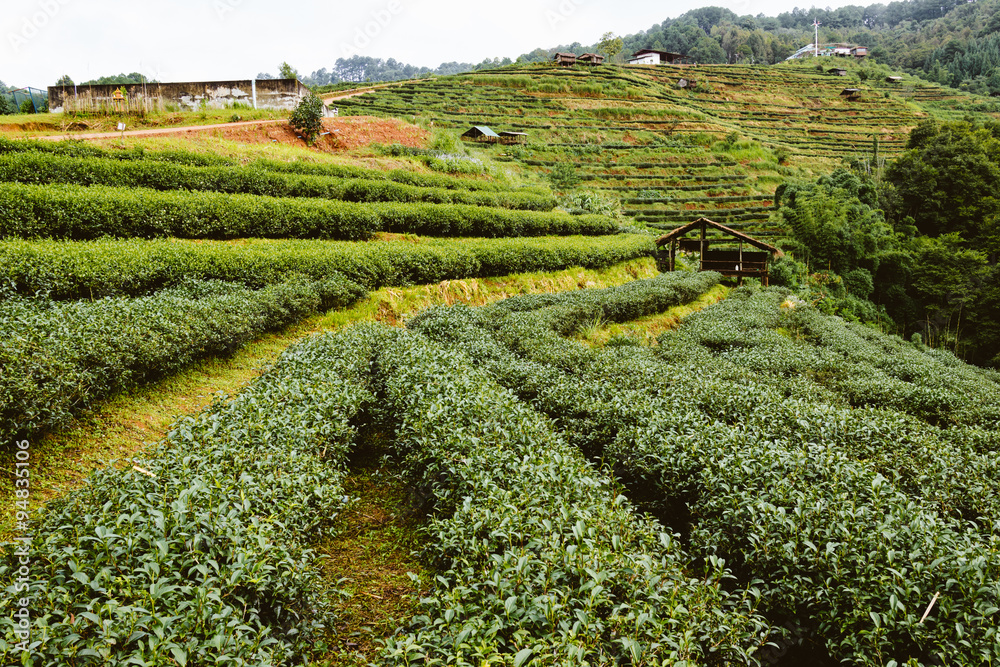 Green tea farm in thailand