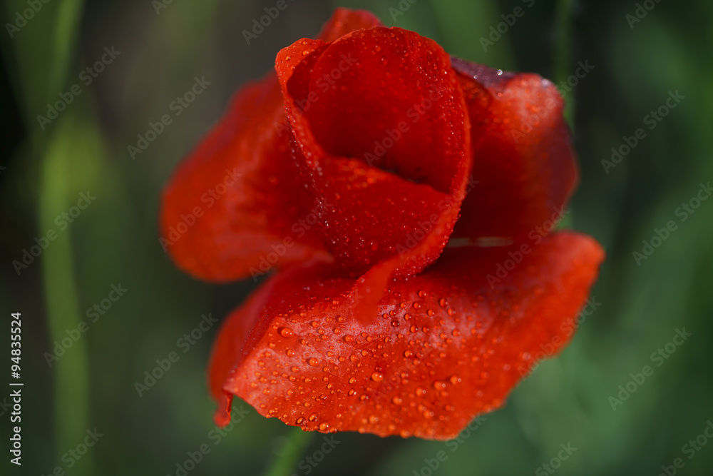 Beautiful blooming red poppies, floral background