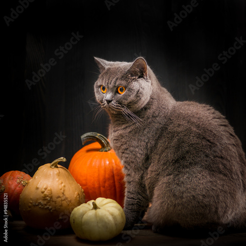 cat next to pumpkins. Black background.