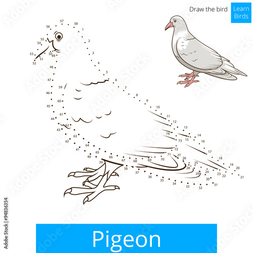 Pigeon bird learn to draw vector
