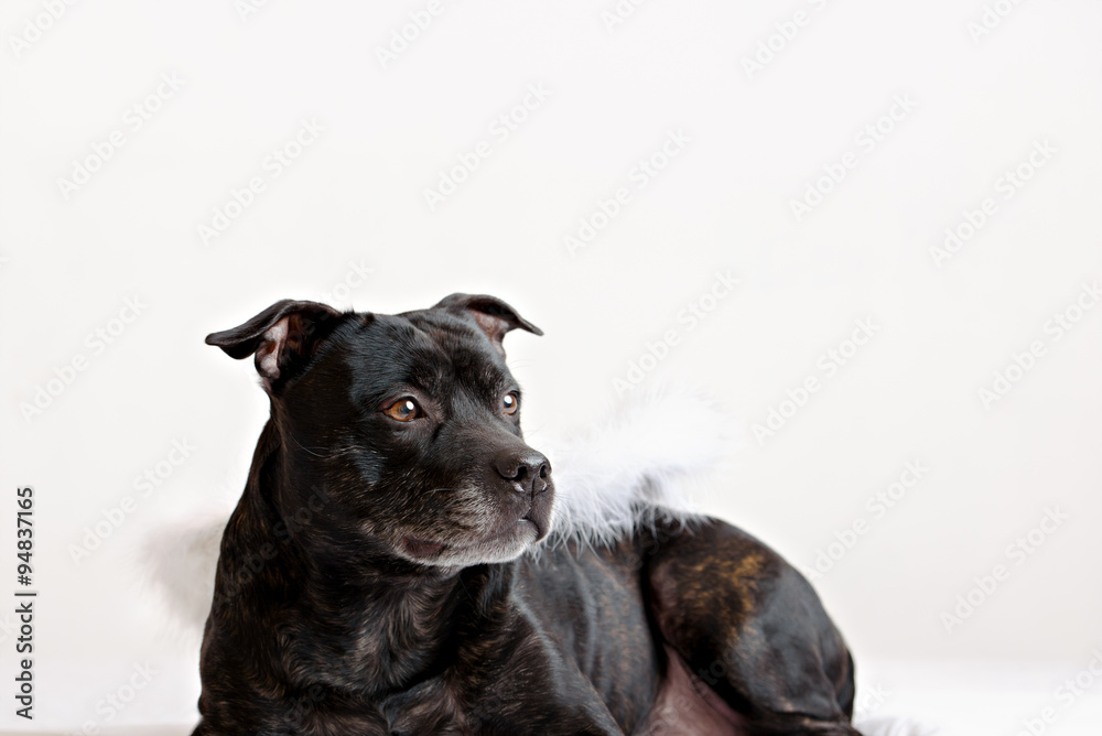 American Staffordshire Terrier head portrait American Staffordshire Terrier head portrait
