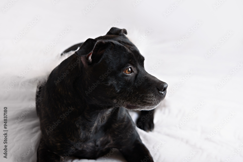 American Staffordshire Terrier head portrait