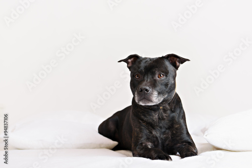 American Staffordshire Terrier head portrait