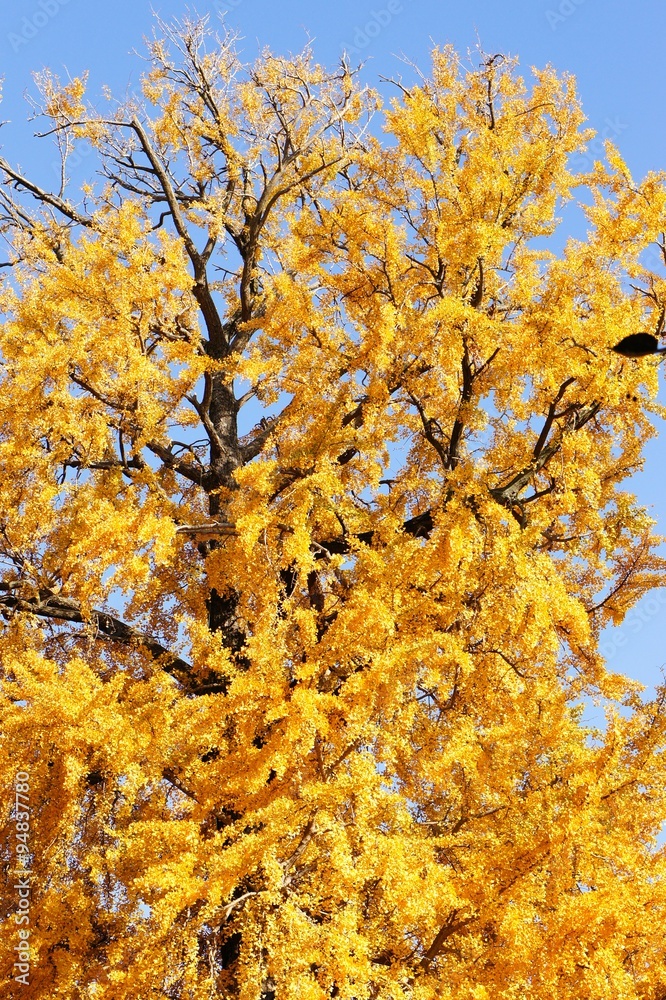 Fototapeta premium 紅葉 黄2