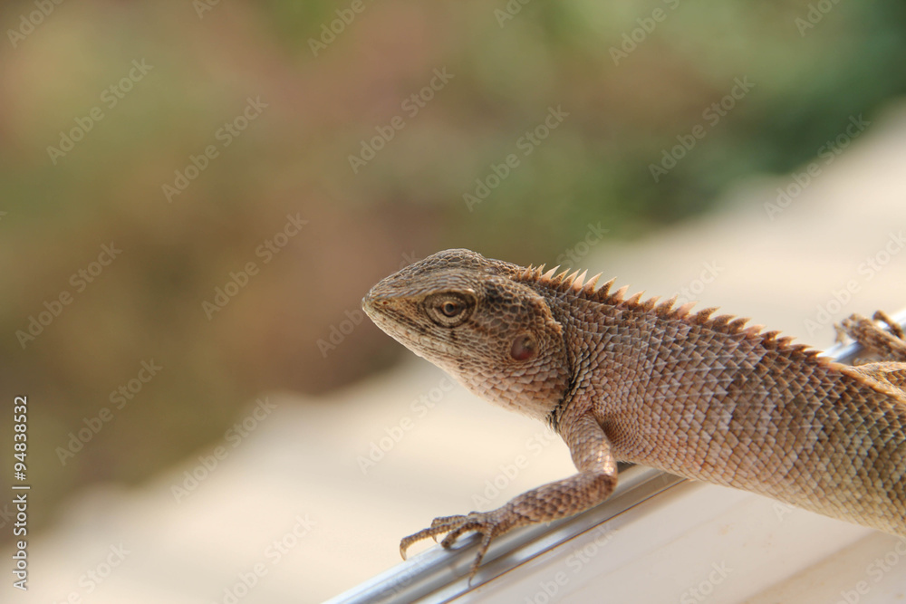 Fototapeta premium Lizard on the rock