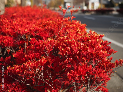 道端のドウダンツツジの紅葉
