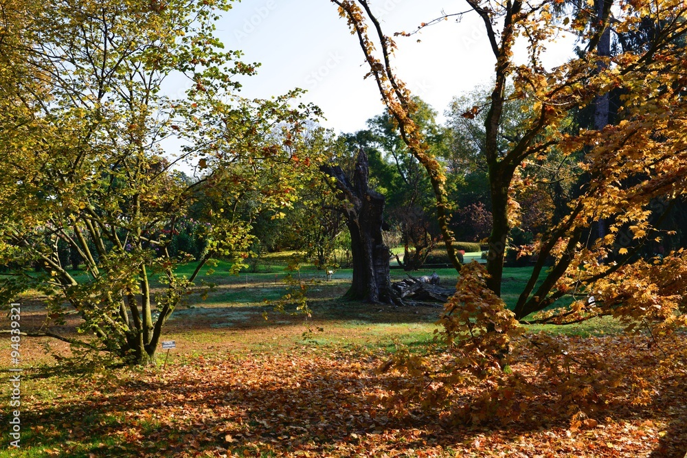 Verbania, Villa Taranto. I colori dell'autunno Verbania, Villa Taranto. I colori dell'autunno