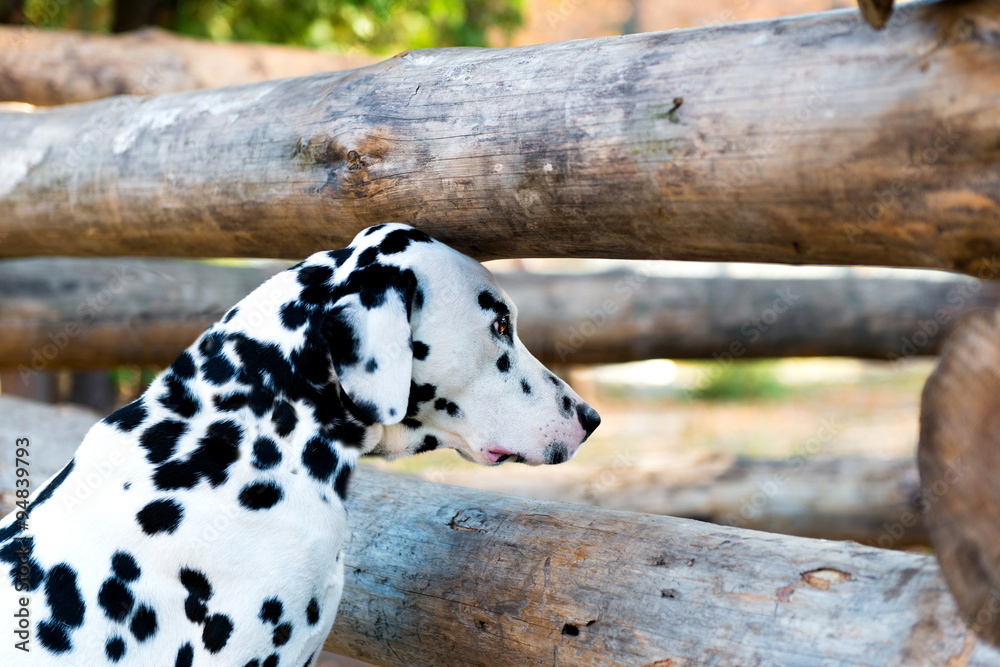 Dalmatian curiosity.  The Dalmatian is in the country house.