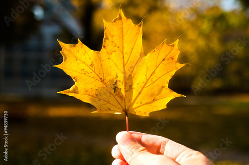 Man s hand holding yellow maple leaf  blurred background  autumn concept