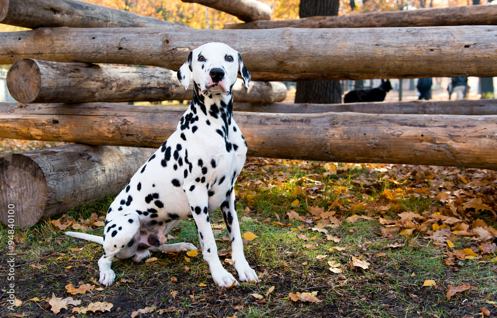 Dalmatian seats near logs.  The Dalmatian is in the country house.