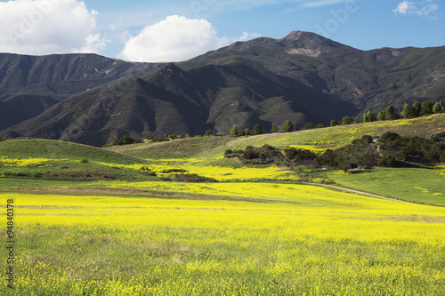 Yellow mustard and mountains, upper Ojai California, USA, 04.26.2014