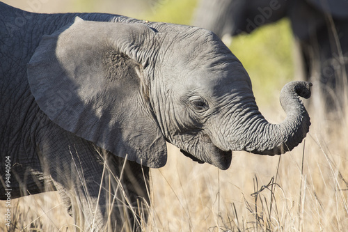 Photography Breeding herd of elephant walking eating in long brown grass
