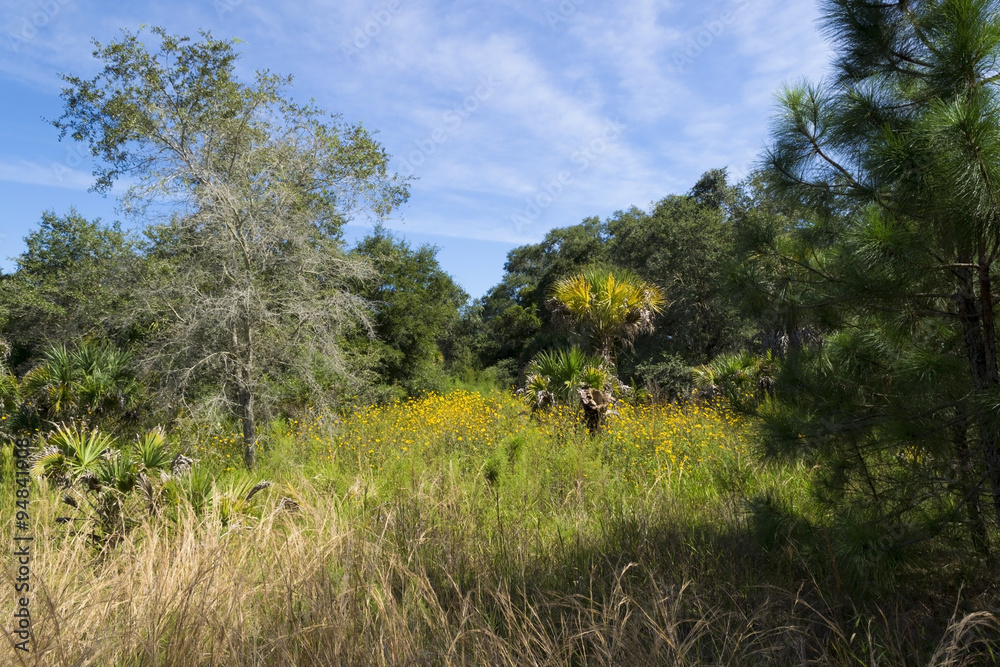 Florida shrub pine forest landscape in Oscar Sherer National Park