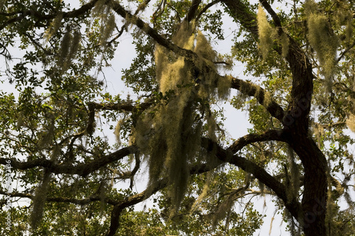Spanish moss overgrown trees