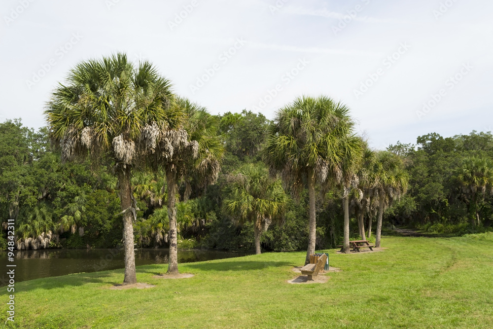 Palm trees growing on green lawn
