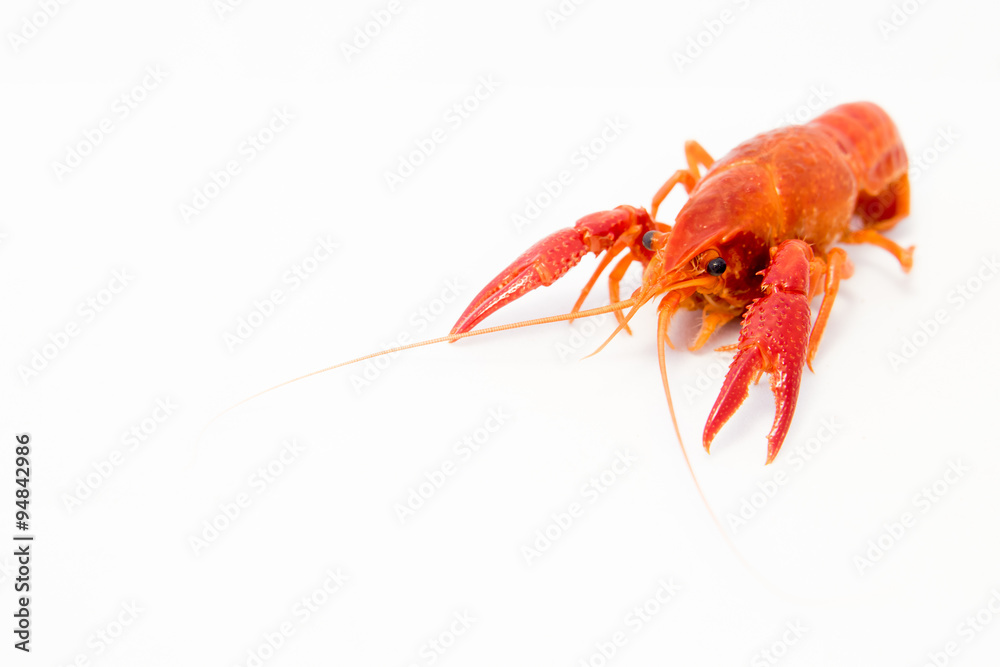 Crayfish Bright Orange Prawn isolated object on white background Crayfish Bright Orange Prawn isolated object on white background