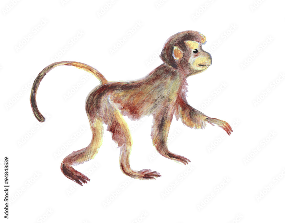 Naklejka premium Małpa. Rysunek autora, akwarela.