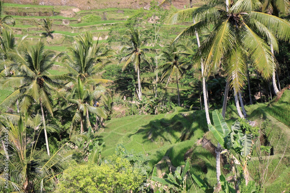 Fototapeta premium Reisterrassen und mit Palmen