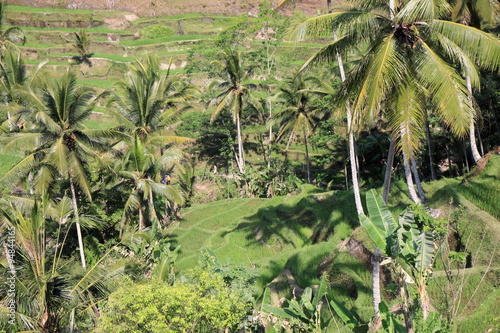 Reisterrassen und mit Palmen