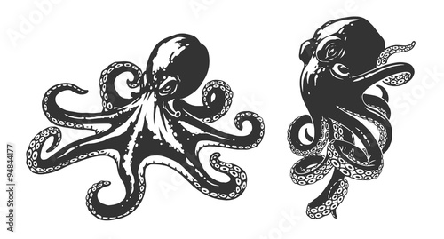 Octopus