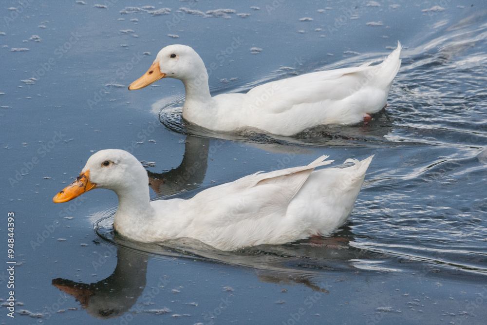 White goose