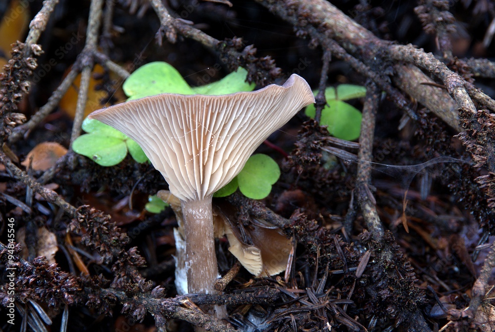 Fototapeta premium Champignons