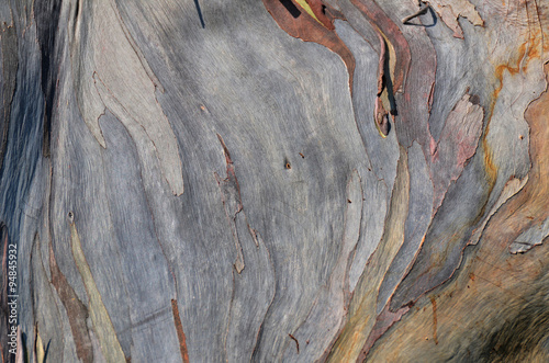 Background Eucalyptus