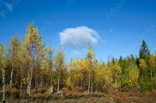 Birches in fall colors