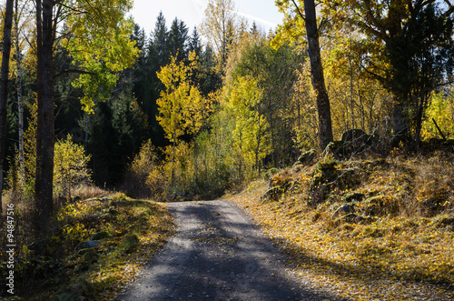 Shiny colors in the woods