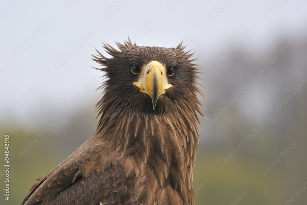 Obraz premium Junger Kamtschatka - Riesenseeadler