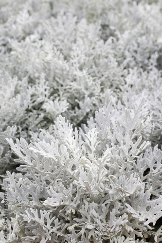 Jacobaea maritima (silver ragwort) plant © agneskantaruk