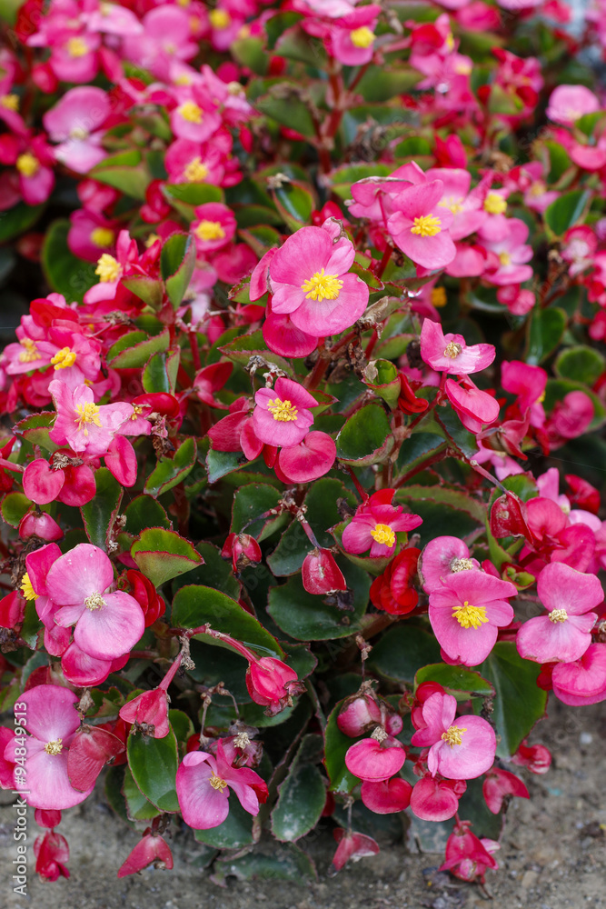 Begonia flowers Begonia flowers