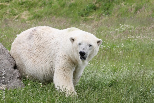 White polar bear in the nature 