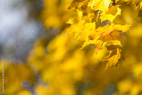 Yellow fall leafs on the tree branch. Fall background.