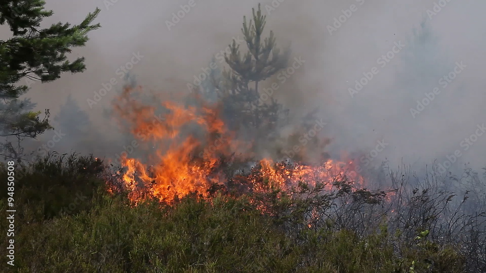 Forest fire in heather. Video appropriate to visualize forest fire in boreal forests or moorlands (heaths). Forest fire in heather. Video appropriate to visualize forest fire in boreal forests or moorlands (heaths).