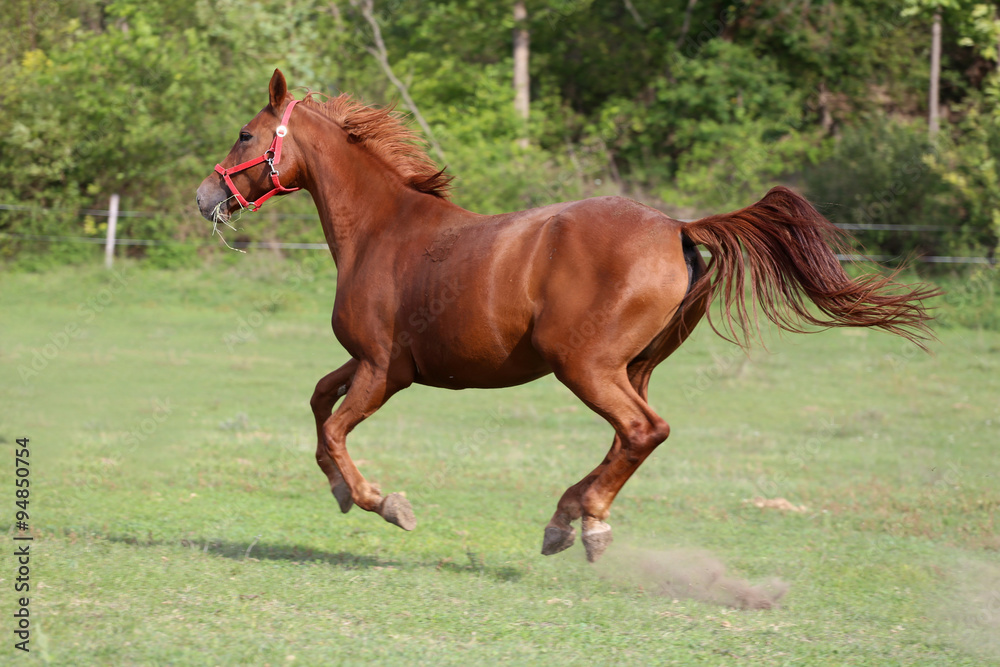 Yearling galloping on the meadow summertime Yearling galloping on the meadow summertime