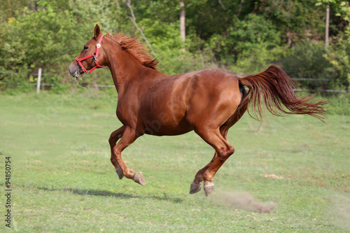 Yearling galloping on the meadow summertime