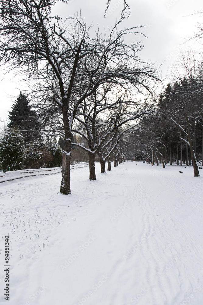 Fototapeta premium Trees on the white background