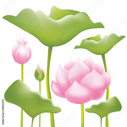 Fototapeta Naklejka Na Ścianę i Meble -  Beautiful pink water lilies or lotus flowers on white background