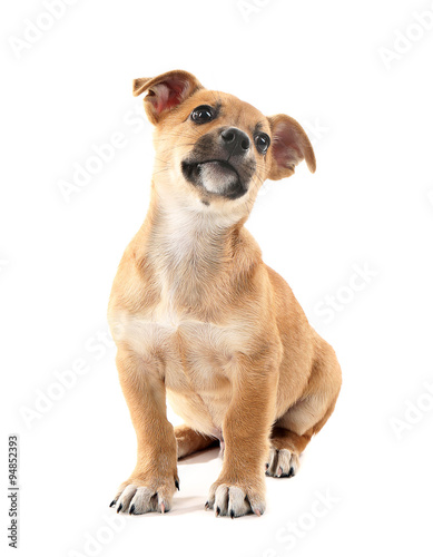 Puppy isolated on white © Africa Studio