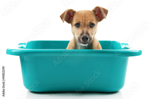 Puppy in bath isolated on white © Africa Studio