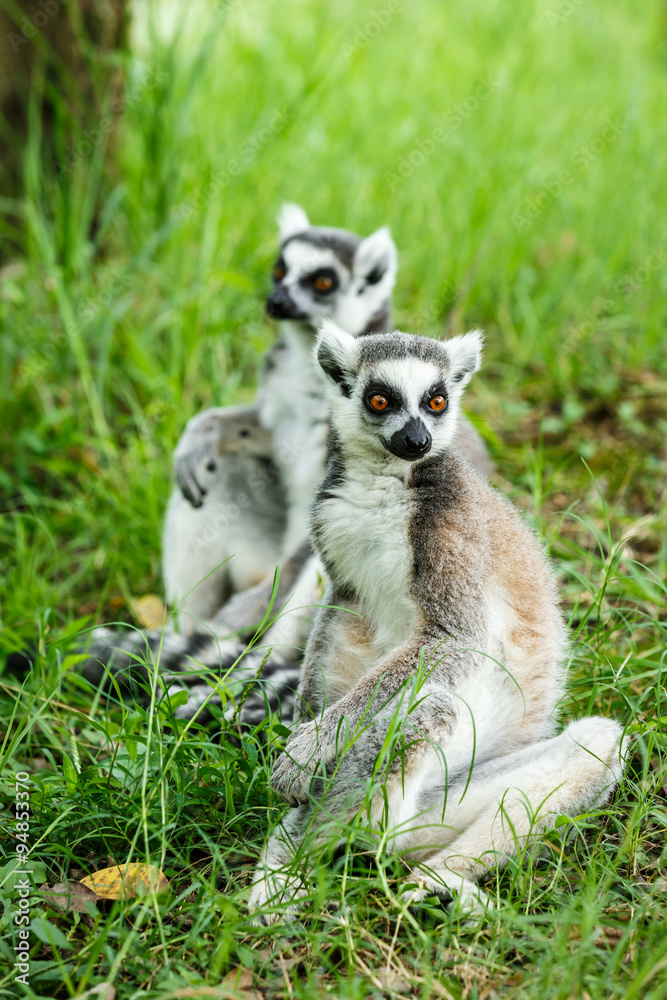 Lovely ring-tailed lemur sitting on the grass